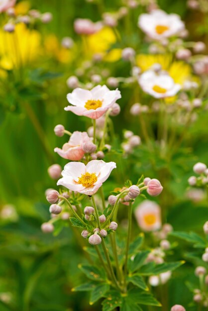 Belles fleurs de jardin sur fond d'herbe verte.