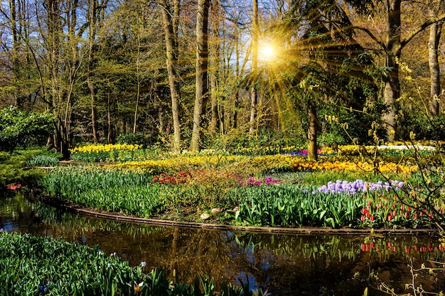 Belles fleurs de jardin fond de printemps