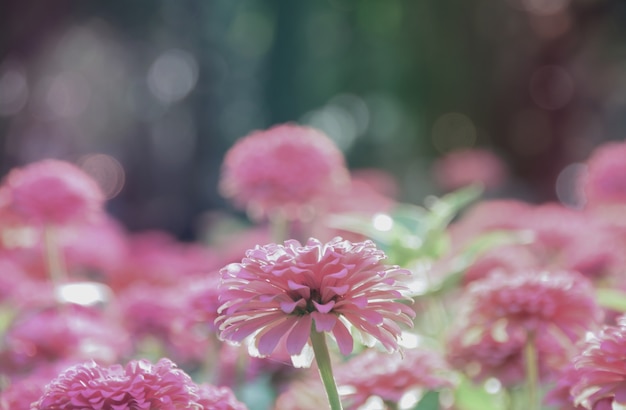 belles fleurs de jardin