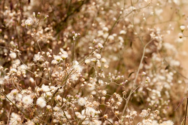 belles fleurs de jardin