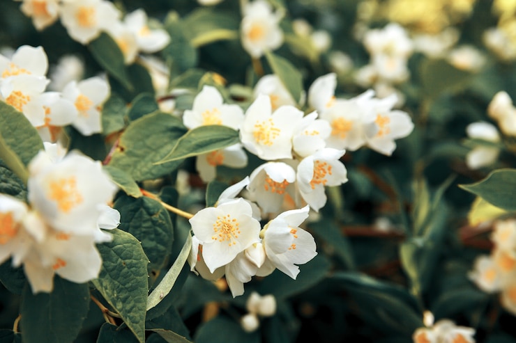 Photo belles fleurs de jasmin blanc au printemps. fond avec buisson de jasmin en fleurs