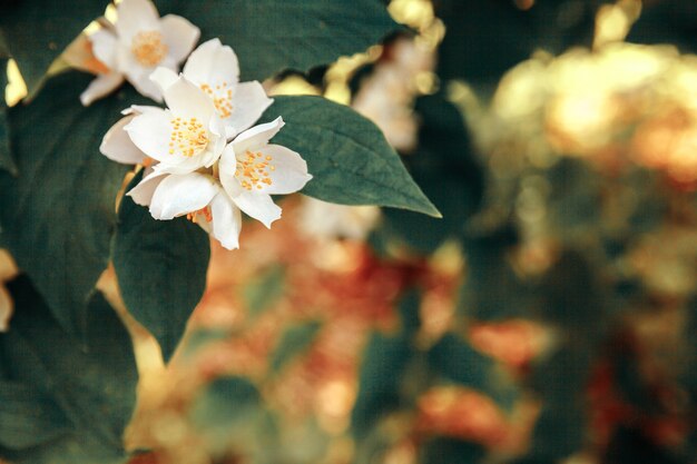 Belles fleurs de jasmin blanc au printemps