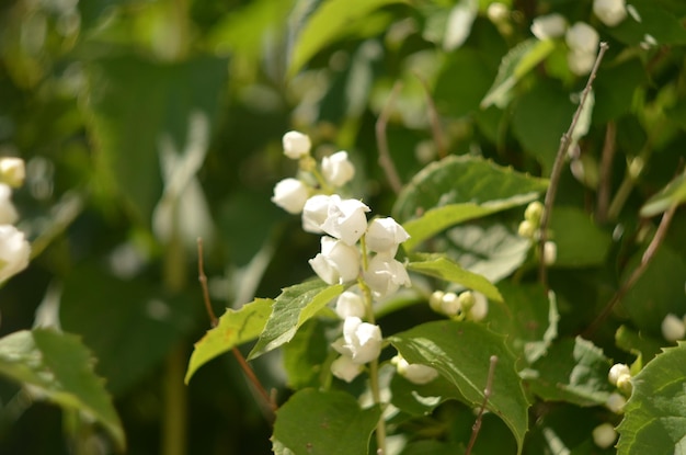 Belles fleurs de jasmin blanc sur un buisson vert dans le jardin