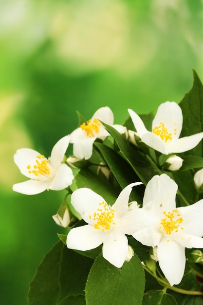 Belles fleurs de jasmin avec des feuilles sur fond vert