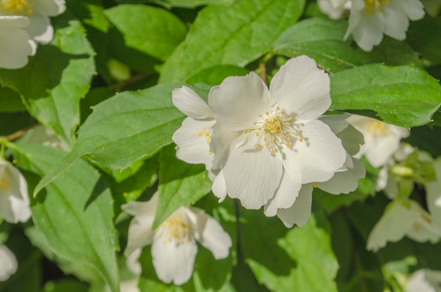 Belles fleurs de jasmin fraîches dans le jardin