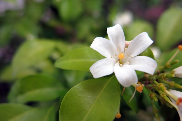 Photo belles fleurs de jasmin orange