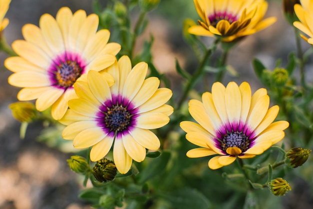 Belles fleurs jaune vif d'ostéospermum dans le jardin