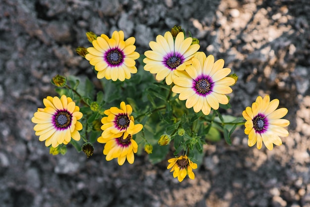 Belles fleurs jaune vif d'ostéospermum dans le jardin