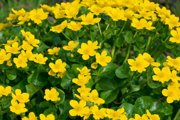 Photo de belles fleurs jaunes de caltha palustris dans un marais