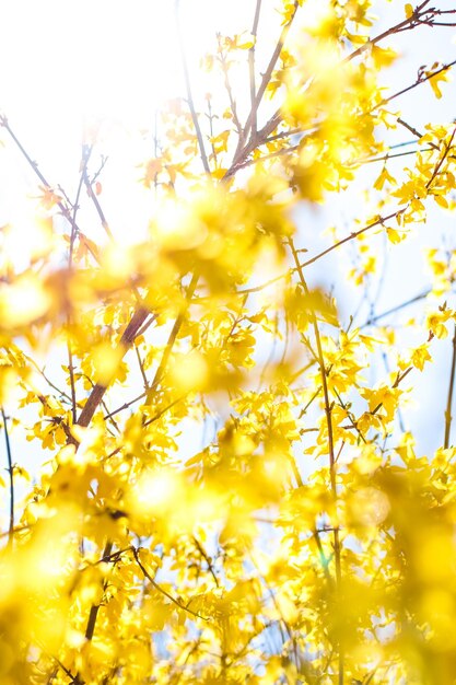 Belles fleurs jaunes et ciel bleu en arrière-plan