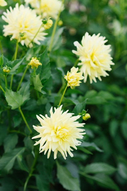 Belles fleurs jaunes de dahlia en été et en automne dans le jardin