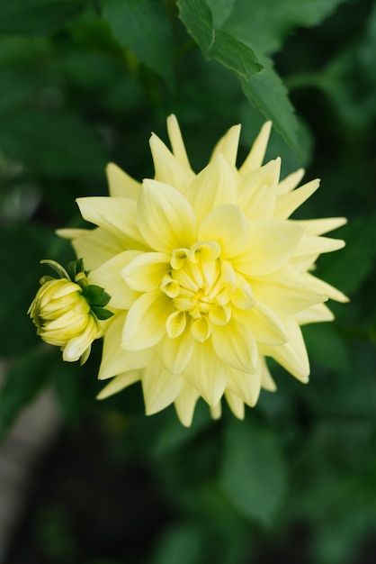 Belles fleurs jaunes de dahlia en été et en automne dans le jardin