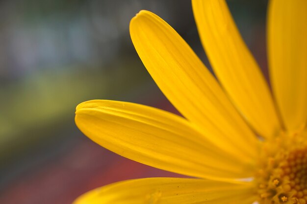 belles fleurs jaunes dans le jardin