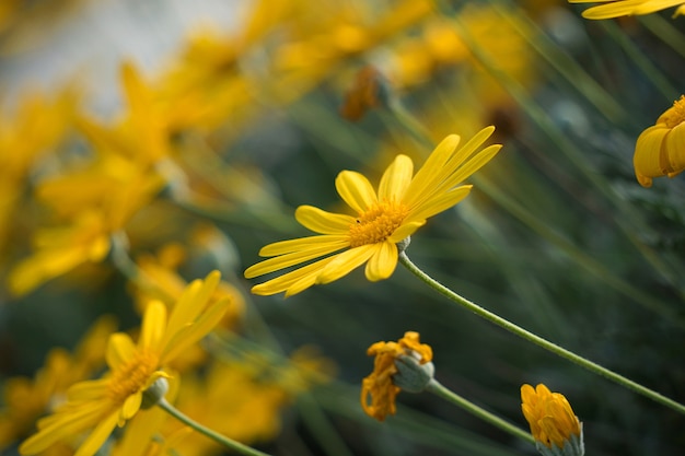 belles fleurs jaunes dans le jardin