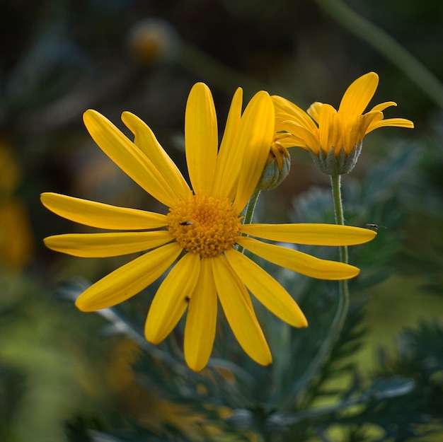 belles fleurs jaunes dans le jardin