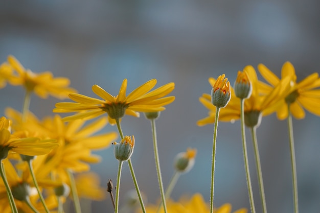 belles fleurs jaunes dans le jardin