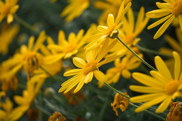 belles fleurs jaunes dans le jardin