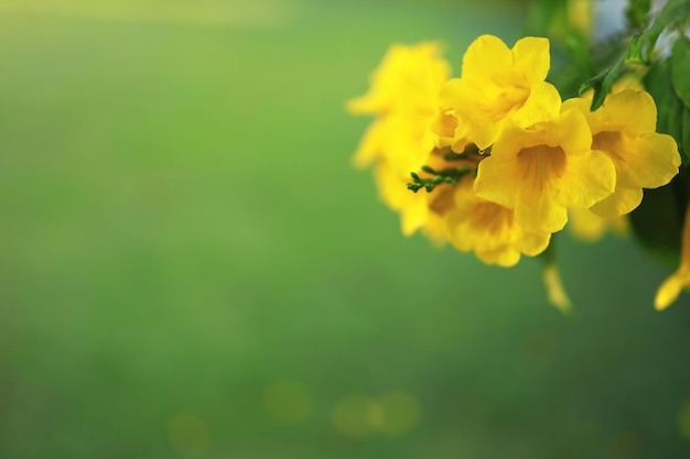 Belles fleurs jaunes en fleurs et rafraîchissantes dans la nature.