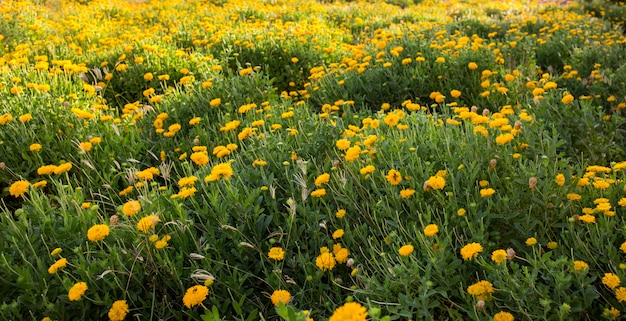 Belles fleurs jaunes naturelles dans le jardin