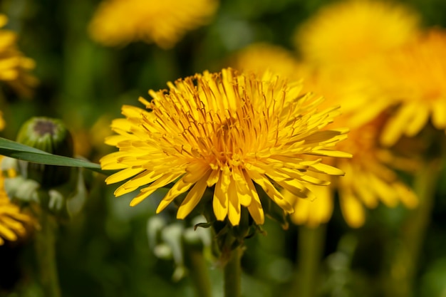 Belles fleurs jaunes de pissenlit avec des graines