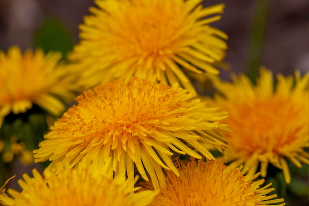 Belles fleurs jaunes de pissenlit avec des graines