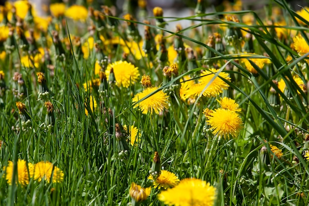 Belles fleurs jaunes de pissenlit avec des graines