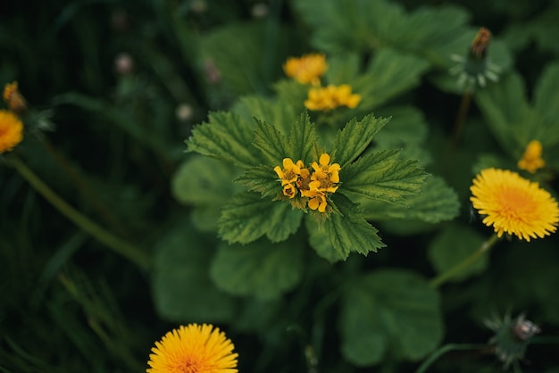 De belles fleurs jaunes poussent dans le jardin