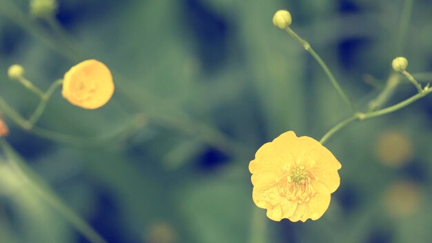 Belles fleurs jaunes de renoncule Ranunculus acris après la pluie sur un arrière-plan flou