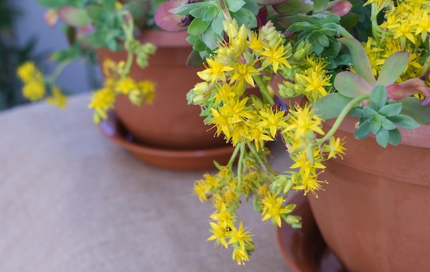 Belles fleurs jaunes de Sedum palmeri dans un pot Concept de soins