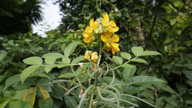 Belles fleurs jaunes de Senna hirsuta également connues sous le nom de séné laineux ou poilu avec fond de feuilles vertes