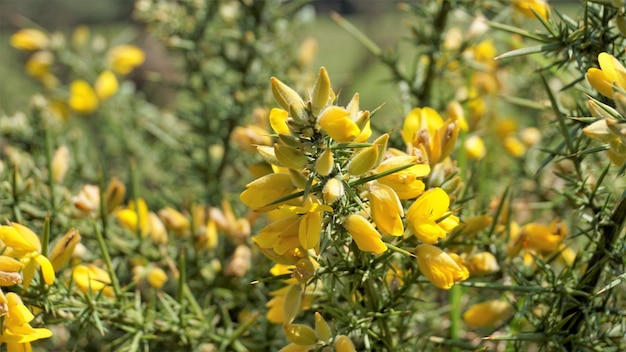 Belles fleurs jaunes d'Ulex europaeus également connu sous le nom d'ajonc commun