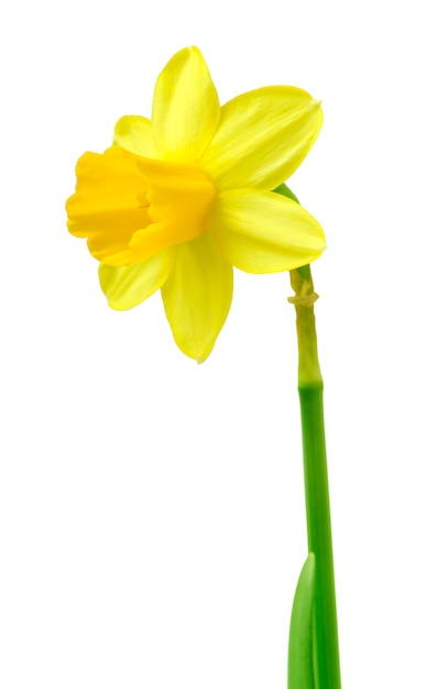 Belles fleurs de jonquilles fraîches isolées