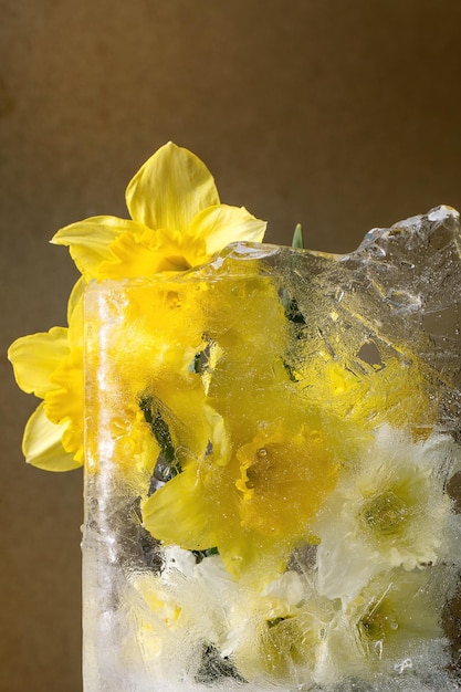 Belles fleurs jonquilles jaunes dans un bloc de glace transparent Concept de beauté congelée Carte de voeux florale