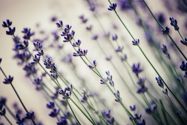 Belles fleurs de lavande