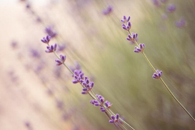 Belles fleurs de lavande