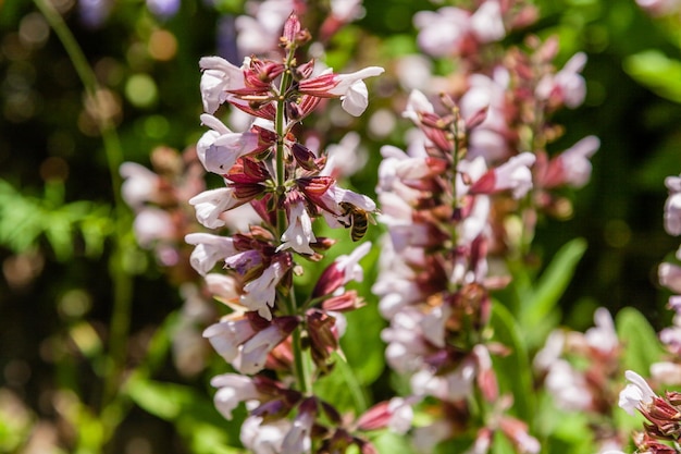 Belles fleurs sur lesquelles l'abeille est assise