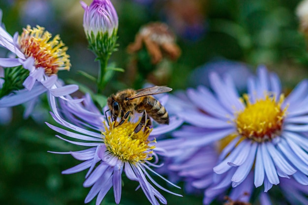 Belles fleurs sur lesquelles une guêpe est assise