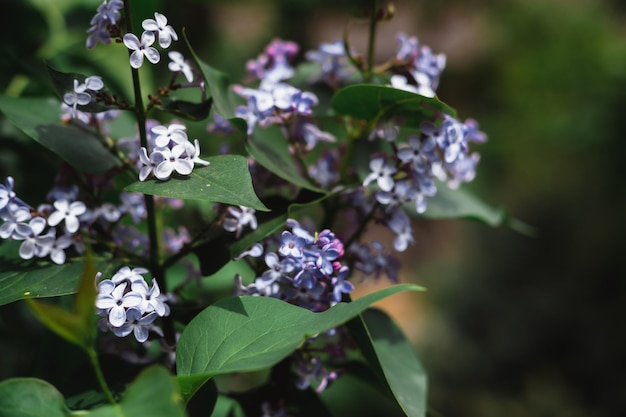 Belles fleurs lilas sur une branche Feuilles vertes autour de fleurs violettes et roses