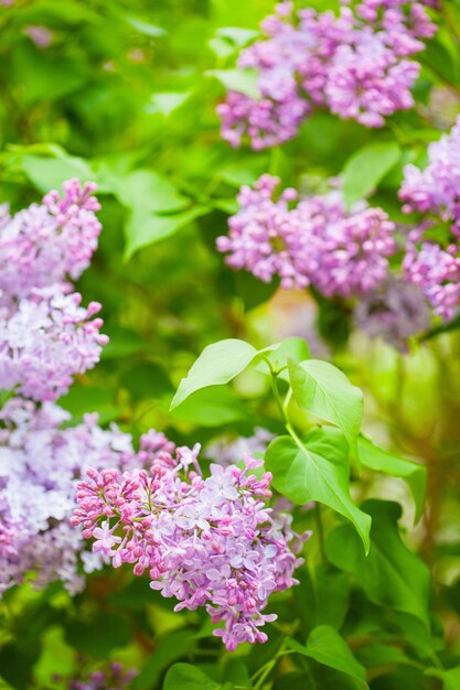 Belles fleurs lilas dans le jardin