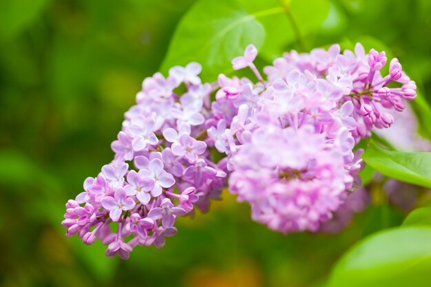 Belles fleurs lilas dans le jardin