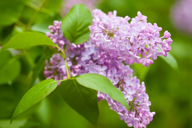 Belles fleurs lilas dans le jardin