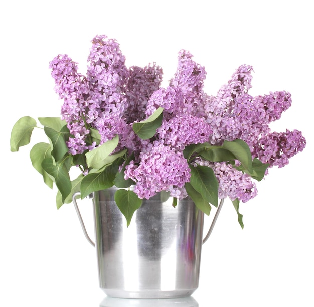 Belles fleurs lilas dans un seau en métal isolé sur blanc