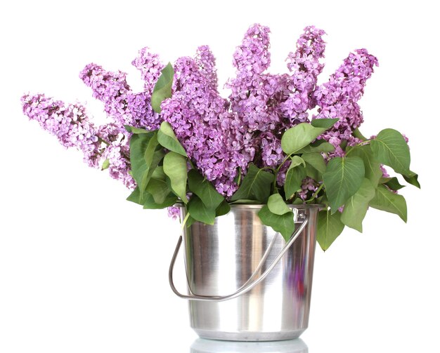 de belles fleurs de lilas dans un seau en métal isolées sur du blanc