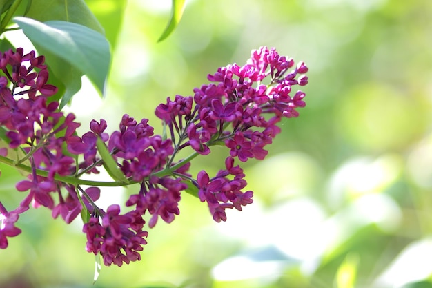 Belles fleurs lilas. Fleur de printemps. Buisson de lilas en fleurs avec une petite fleur tendre