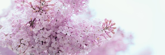 Photo belles fleurs de lilas fleur de printemps