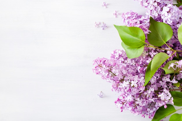 Belles fleurs lilas sur fond blanc