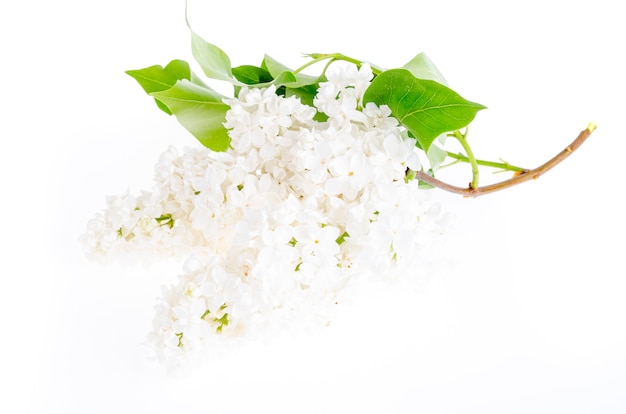 Belles fleurs lilas fraîches isolés sur blanc