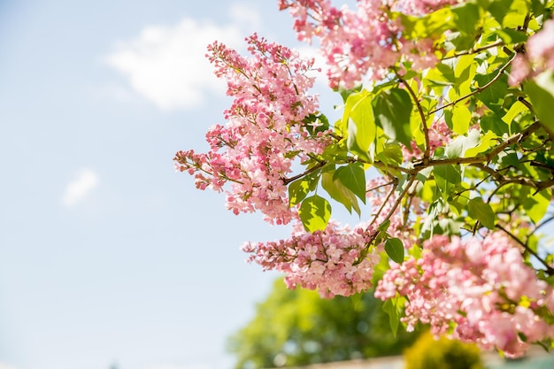 Belles fleurs lilas avec mise au point sélective fleur de lilas rose avec des feuilles vertes floues Branches de lilas en fleurs dans le parc