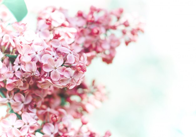 Belles fleurs lilas pourpres. Photo macro de fleurs de printemps lilas.