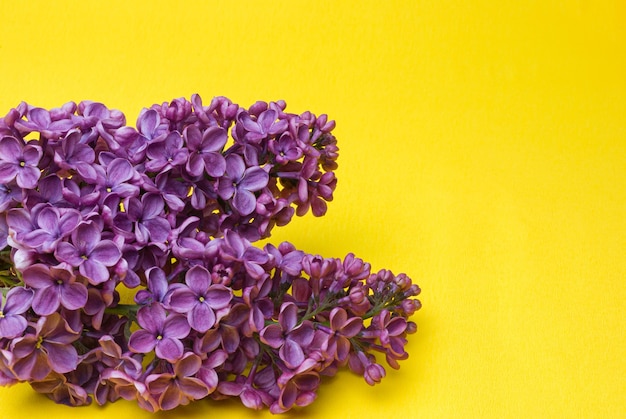 Belles fleurs lilas Syringa à l'intérieur gros plan sur fond jaune